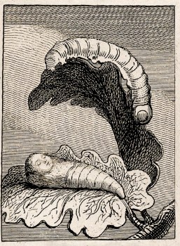 gates-sexes.d.p1.300 (2)