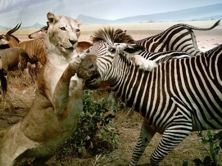 nature_red_in_nail_and_claw