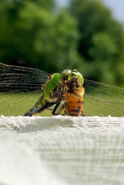 Screen Shot 2021-04-29 at 18.54.37 (1)