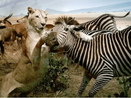 Screen Shot 2021-05-05 at 19.10.13